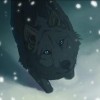 WolvesPL