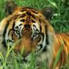 Tiger_PL